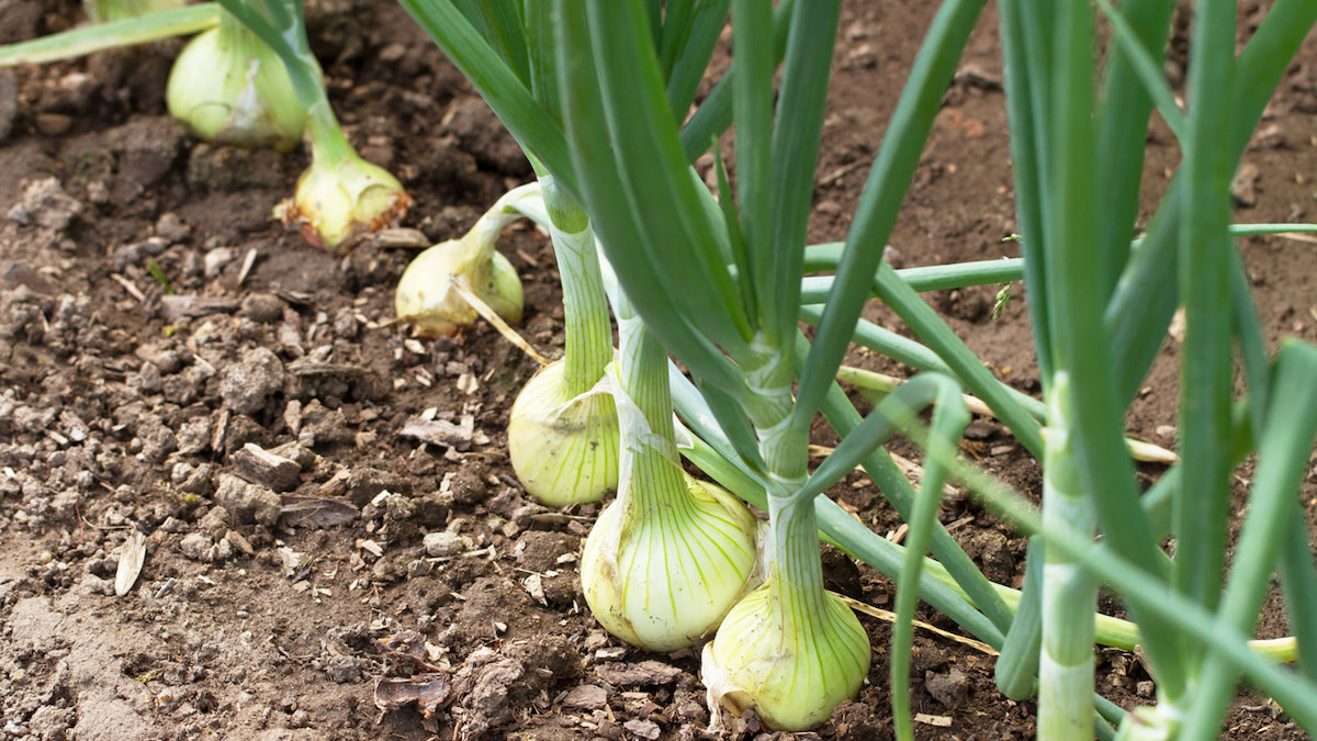 The Effectively being Advantages Of Onions Are Pretty just some