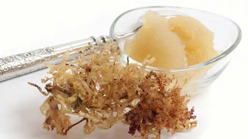 Why Should You Use Organic Sea Moss Gel?