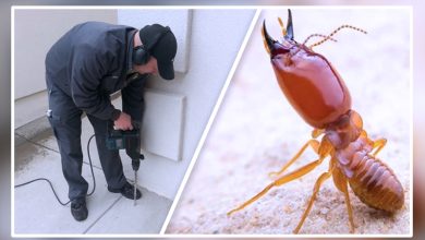 How Professional Termite Extermination Services Can Help?