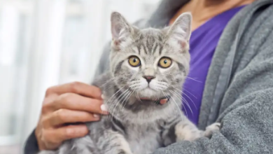 The Ultimate Checklist for New Kitten Owners