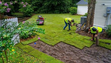 Why Do You Need Professional Sod Installation Contractors for Your Lawn