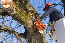 Tree trimming