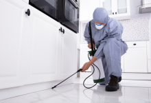 Common Pest Problems and Solutions in Schenectady, NY