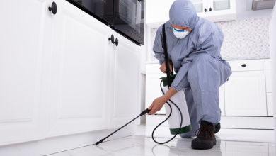 Common Pest Problems and Solutions in Schenectady, NY